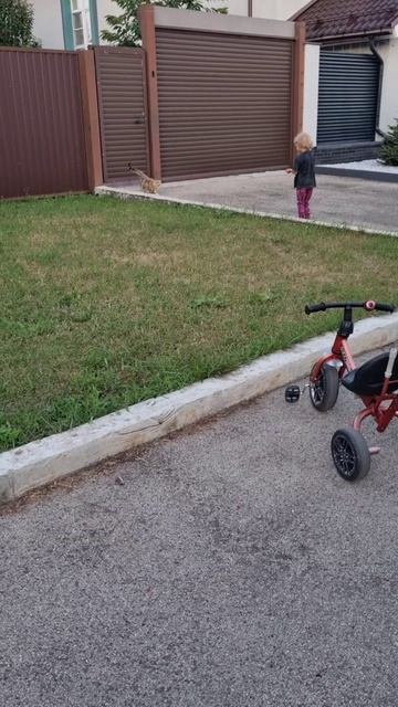 Подружилась с котом