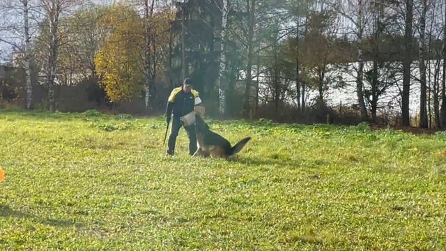 4 Отл. Strong End Soft NEJMAN +++ №65. ТВЕРЬ 12 октября`25 Моно немецких овчарок смотреть онлайн