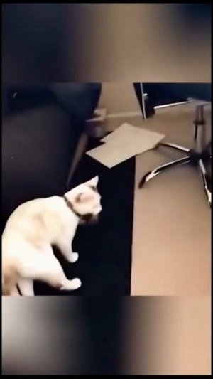 Прикольные животные