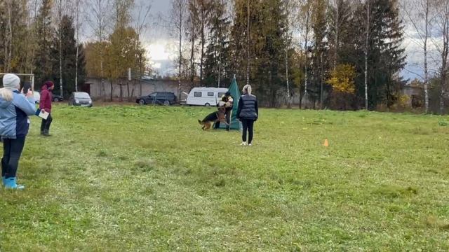 1 Отл. КЧК De Orse Mak Flai VOLAND DE MORT +++ №13. ТВЕРЬ 12 октября`25 Моно немецких овчарок смотреть онлайн