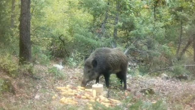 Кабан видео фото ловушки смотреть онлайн