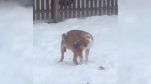 Смешные животные. Лучшее.