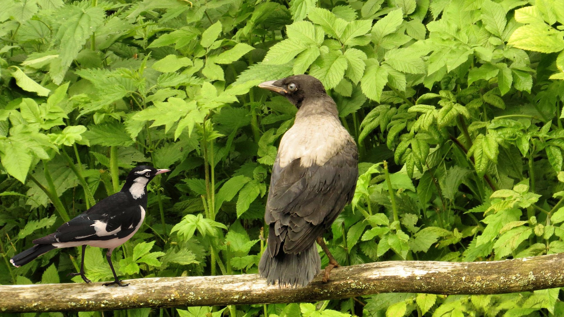 Воронёнок смотреть онлайн