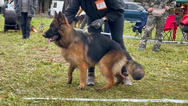 ПОДРОСТКИ СУКИ ДШ / КЧК ТВЕРЬ 12 октября`25 Т.Шишкина Моно немецких овчарок смотреть онлайн