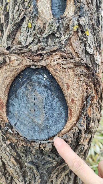 Как правильно заживает срез на дереве. смотреть онлайн