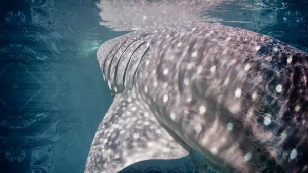 Kuya Sessions Samadhi - The Visual Odyssey - Poranguí & Liquid Bloom