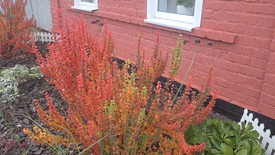 25-10-2025/СПИЛИЛИ СТАРУЮ ГРУШУ/ОМОЛОДИЛИ ЯБЛОНИ СТАРЫЕ/ЧАСТИЧНО УБРАЛА ПАЛИСАДНИКИ/.Умер наш Бимка.