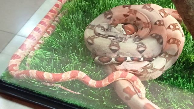 #животные #дикиеживотные #wildanimals #тропические #насекомые #змеи #зоопарк #пауки #тараканы