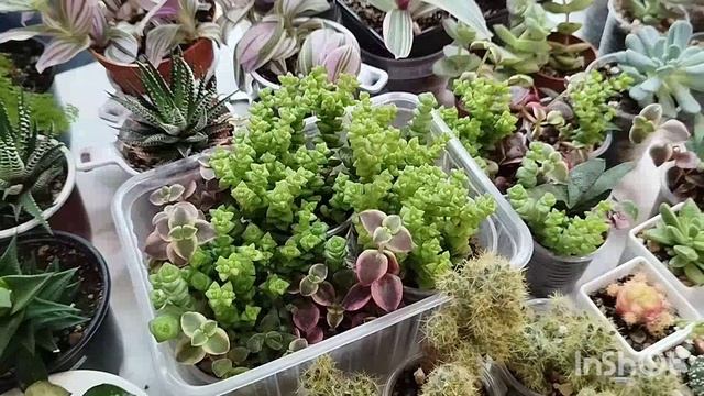 Выставка цветов в Самаре.🔥🌳🌷