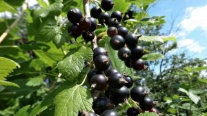 Чёрная  смородина . Поёт Валентина  Дробышева.