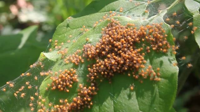 Доминутки ))). Детский сад. С какой стороны ни посмотри )))
