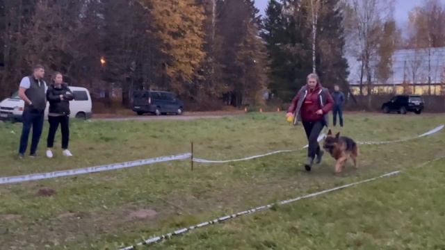 РАБОЧИЙ КОБЕЛИ / КЧК ТВЕРЬ 12 октября`25 Т.Шишкина Моно немецких овчарок смотреть онлайн