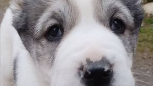 Родились малыши! Как выбрать "свою" собаку？