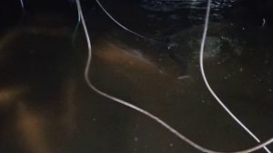 Стерлядь  25.10.2025.