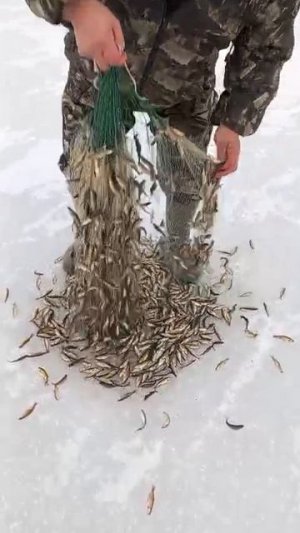 Пол ведра гольяна добыли с озерца. Будем жарить и смаковать на сметане. Деликатес!:)👍