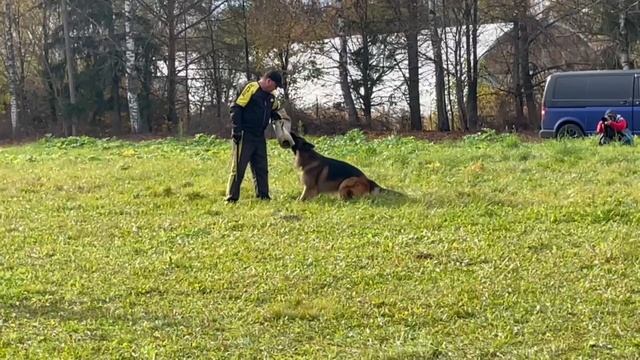 2 Отл. СС Оберлауф УРУЗ +++ №62. ТВЕРЬ 12 октября`25 Моно немецких овчарок смотреть онлайн