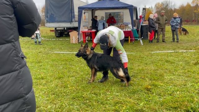 1 П ВЕСПЕР из Розы Ветров №69 / КЧК ТВЕРЬ 12 октября`25 Т.Шишкина Моно немецких овчарок смотреть онлайн