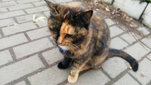 Цветная кошечка.Сalico cat.招财猫 (Zhāocái māo).