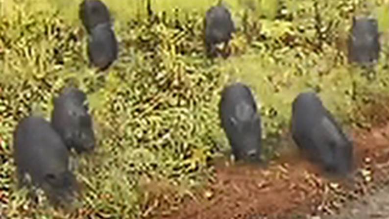 Морошка. Осень. Кабаны (октябрь 2025).