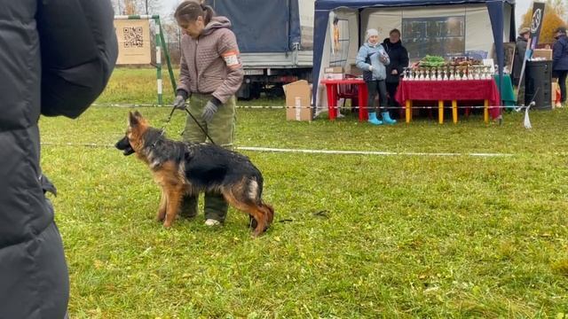 3 ОП Клан Торнадо КАТАЛЕЯ №70 / КЧК ТВЕРЬ 12 октября`25 Т.Шишкина Моно немецких овчарок смотреть онлайн