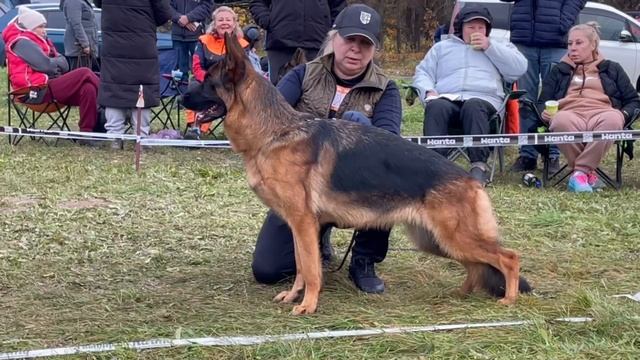 2 Оч/хор ЮСС Antenor Hof TEYLOR SVIFT №44 / КЧК ТВЕРЬ 12 октября`25 Т.Шишкина Моно немецких овчарок смотреть онлайн