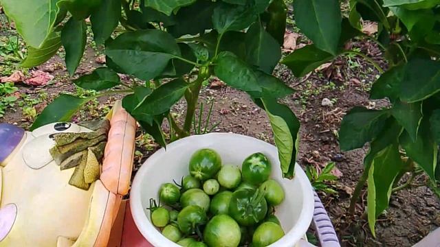 Миска, полная зеленых помидоров смотреть онлайн