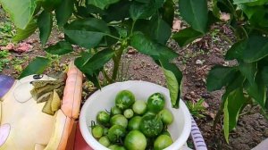 Миска, полная зеленых помидоров