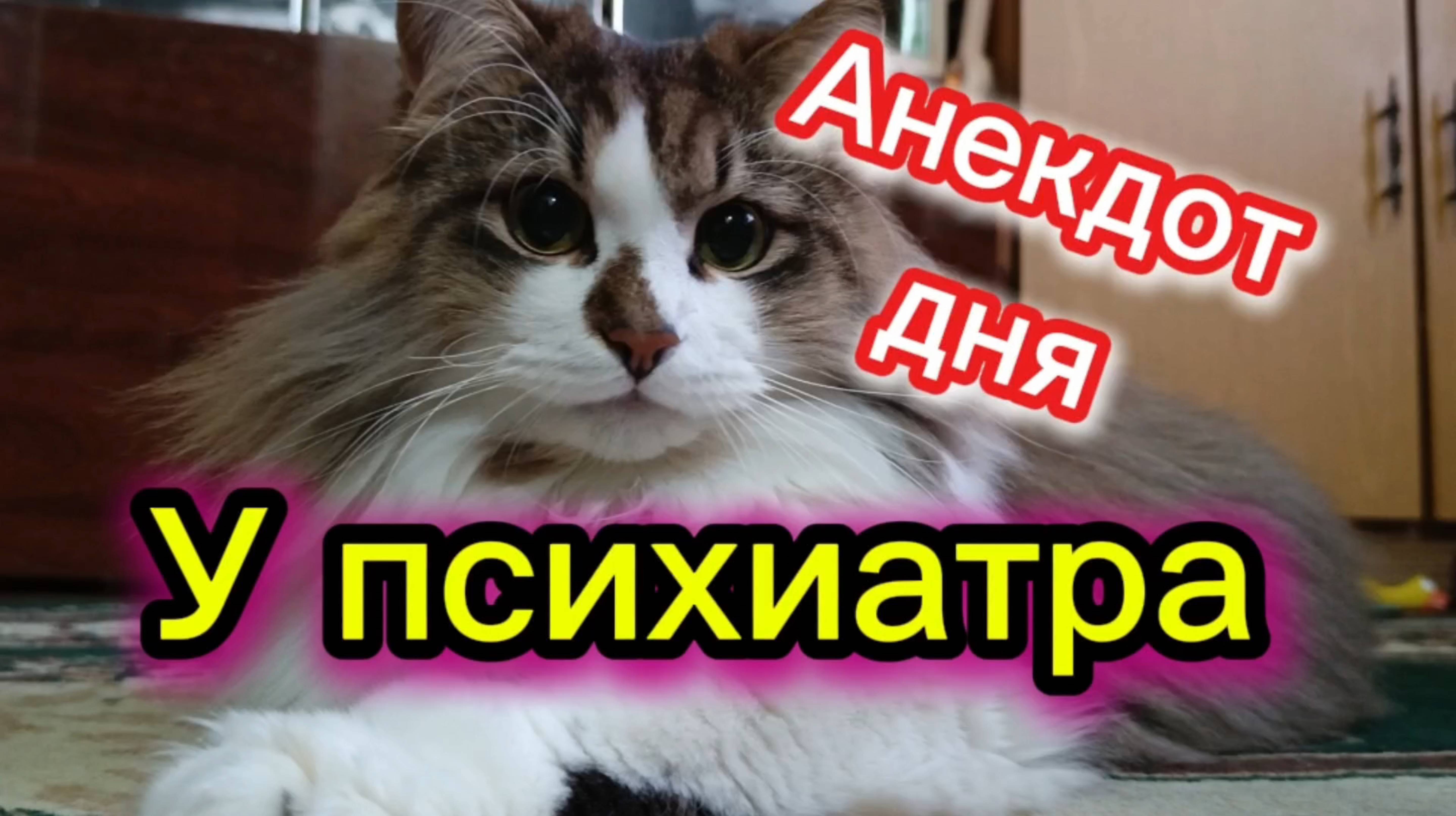 Кошки с озвучкой. смотреть онлайн