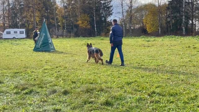 1 Отл. КЧК Оберлауф ШЕЙКЕР +++ №61. ТВЕРЬ 12 октября`25 Моно немецких овчарок смотреть онлайн