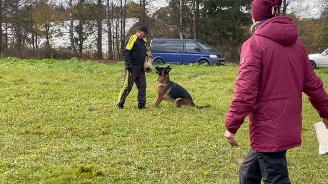 1 Отл. Negus Karil's ZNATA +++ №51. ТВЕРЬ 12 октября`25 Моно немецких овчарок смотреть онлайн