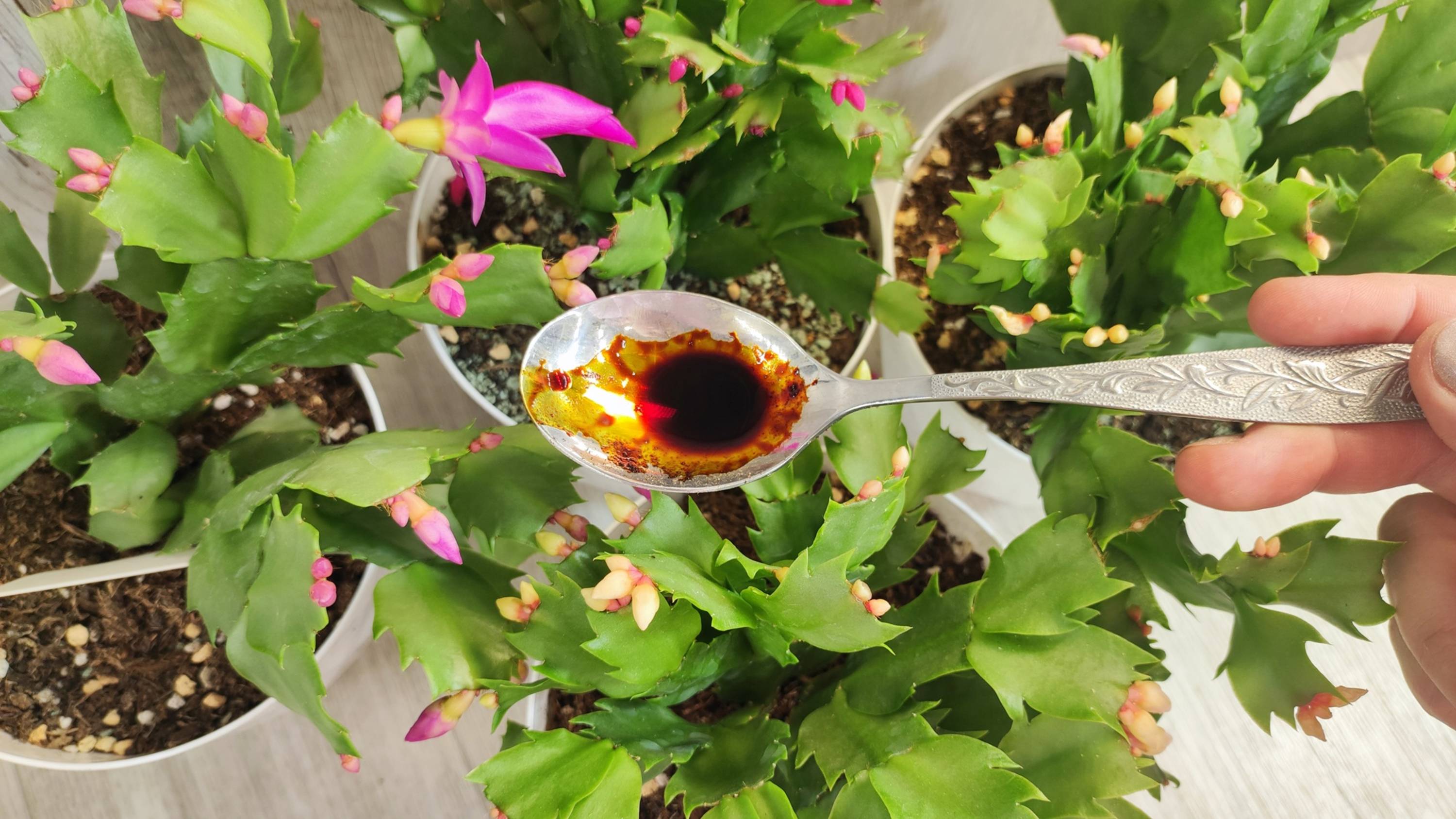 1 каплю в полив и Декабрис зацветет на следующий день и выдаст по 3 бутона смотреть онлайн