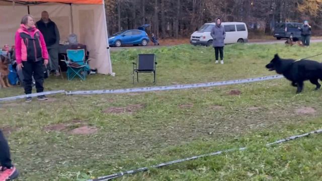 РАБОЧИЙ КОБЕЛИ ДШ / КЧК ТВЕРЬ 12 октября`25 Т.Шишкина Моно немецких овчарок смотреть онлайн