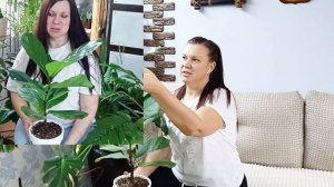 Цветы из Пятерочки через пол года.