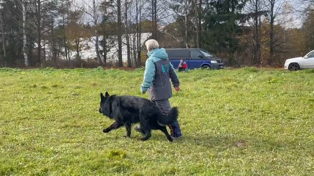 3 Отл. YUNGAR v. Wald House +++ №64. ТВЕРЬ 12 октября`25 Моно немецких овчарок смотреть онлайн