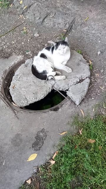 Котяра