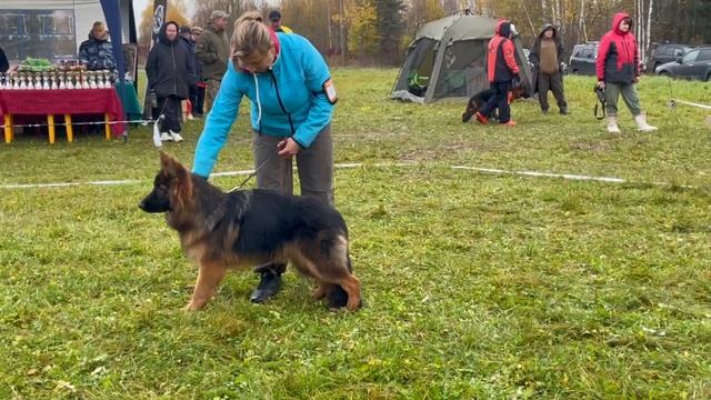 2 ОП Легенда Волги ВЫСОТА №71 / КЧК ТВЕРЬ 12 октября`25 Т.Шишкина Моно немецких овчарок смотреть онлайн