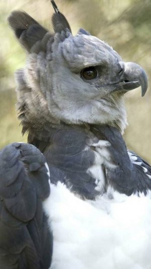 Суперзлодей "Орел-Гарпия"