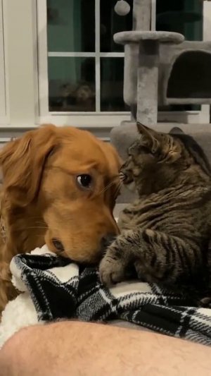 Коты или собаки?