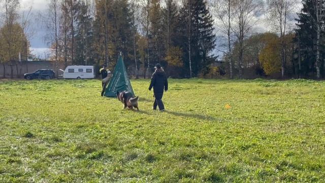 2 Отл. СС Оберлауф УРУЗ +++ №62. ТВЕРЬ 12 октября`25 Моно немецких овчарок смотреть онлайн