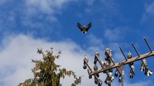 Николаевские голуби на крыше 25.10.25 г