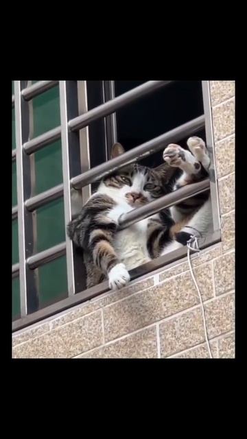 #гангстер #кот #животные #классика #юмор #смех смотреть онлайн