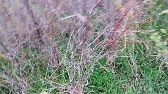 1000000130.mp4 смотреть онлайн