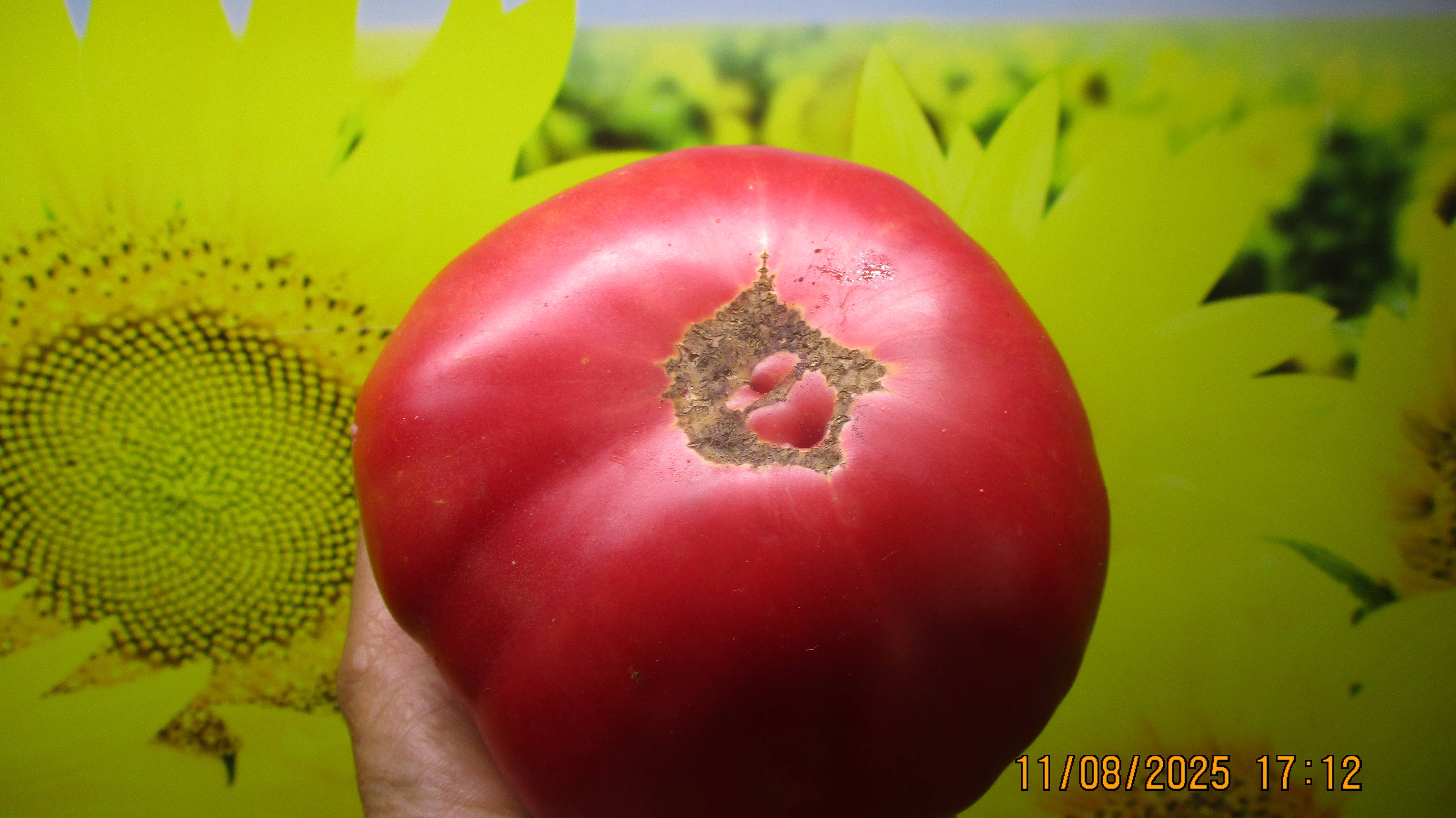 В 2025 году я вырастила 45 новых сортов томатов! Часть 3. Томатный Гном Сладкий Гном Зои. №900-34. смотреть онлайн