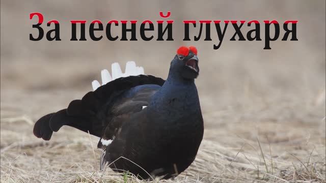 За песней глухаря смотреть онлайн