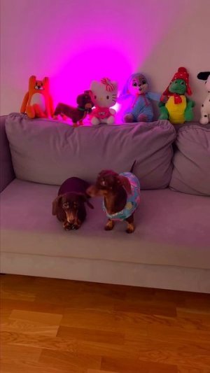 ЧАПИТОСИКИ ПРЫГАЮТ НА ДИВАНЕ