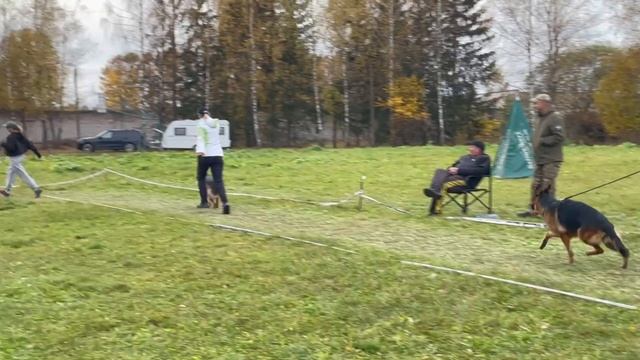 МОЛОДЫЕ СУКИ / КЧК ТВЕРЬ 12 октября`25 Т.Шишкина Моно немецких овчарок смотреть онлайн