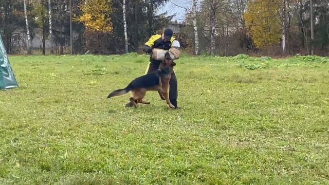 3 Отл. KENZO v. Mair Hof +++ №17. ТВЕРЬ 12 октября`25 Моно немецких овчарок смотреть онлайн