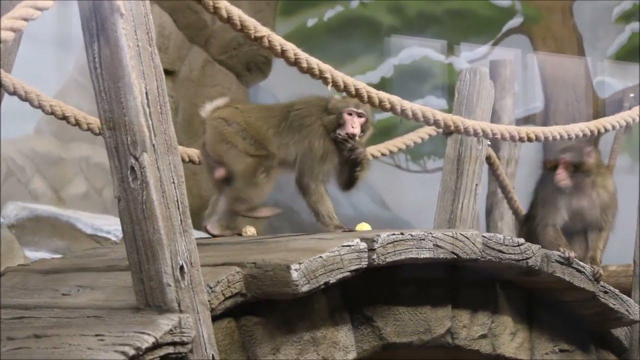После уборки у японских макак завтрак 22.10.2025 смотреть онлайн