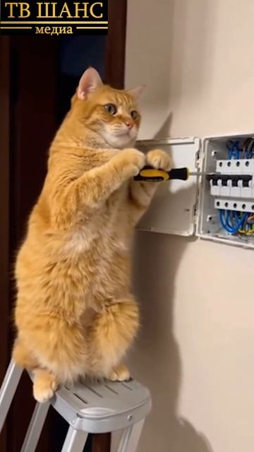 Ай да Вася))) #шок #испуг #ужас #кошмар #страх #кот #кошка #электрик #нервы #страшно #котяра смотреть онлайн
