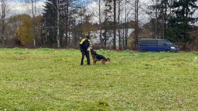 1 Оч/хор HACKER aus Breitscheid +++ №14. ТВЕРЬ 12 октября`25 Моно немецких овчарок смотреть онлайн